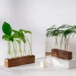 Deux ensembles de plantes vertes dans des éprouvettes en verre, fixées sur des supports en bois, créant une décoration scientifique élégante.