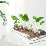 BalconniĂšre de plantes vertes dans des flacons de laboratoire en verre.