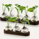 Collection de petites plantes vertes dans des flacons en verre, présentée sur deux supports en bois, idéale pour la décoration scientifique ou naturelle.