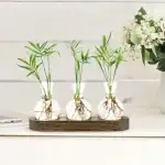 Trois vases en verre avec racines de plantes vertes, disposés sur une planche en bois, décorant un intérieur moderne et épuré.