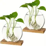 Deux plantes vertes en aquaponie dans des bocaux en verre, avec racines visibles, sur une base en bois, illustrant la culture hydroponique domestique.