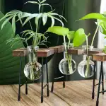 Collection de vases en verre avec plantes vertes, utilisant des supports en bois et métal pour une décoration de style scientifique et moderne.
