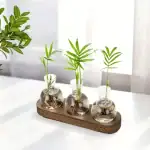 Trio de plantes vertes dans des petits vases en verre avec eau, présentées sur une planche en bois, décoration naturelle et moderne pour intérieur.