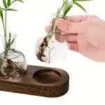 Deux petits vases en verre contenant des plantes avec racines visibles, placés sur une planche en bois, illustrant la décoration scientifique et naturelle.