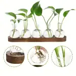 Collection de plantes en éprouvette avec racines visibles, présentées sur un support en bois, idéale pour la décoration scientifique et éducative.