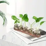Quatre plantes vertes dans des petits vases en verre, disposées sur une planche en bois, sur une surface blanche, dans un décor lumineux et épuré.
