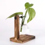 Vase en verre avec plante verte dans un support en bois, décoration de style scientifique et naturel.