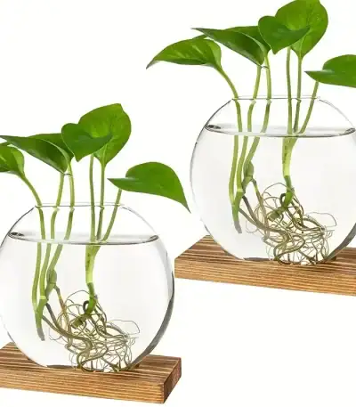 Plantes aquatiques dans un bocal en verre transparent avec racines visibles, posées sur une base en bois, illustrant la décoration scientifique et naturelle.