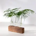 Vases en verre contenant des branches de feuillage vert, disposés sur un socle en bois naturel, décoration élégante et moderne pour intérieur ou bureau.