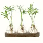 Trois plantes vertes dans des vases en verre avec racines visibles, posés sur une planche en bois, illustrant la croissance et la science végétale.