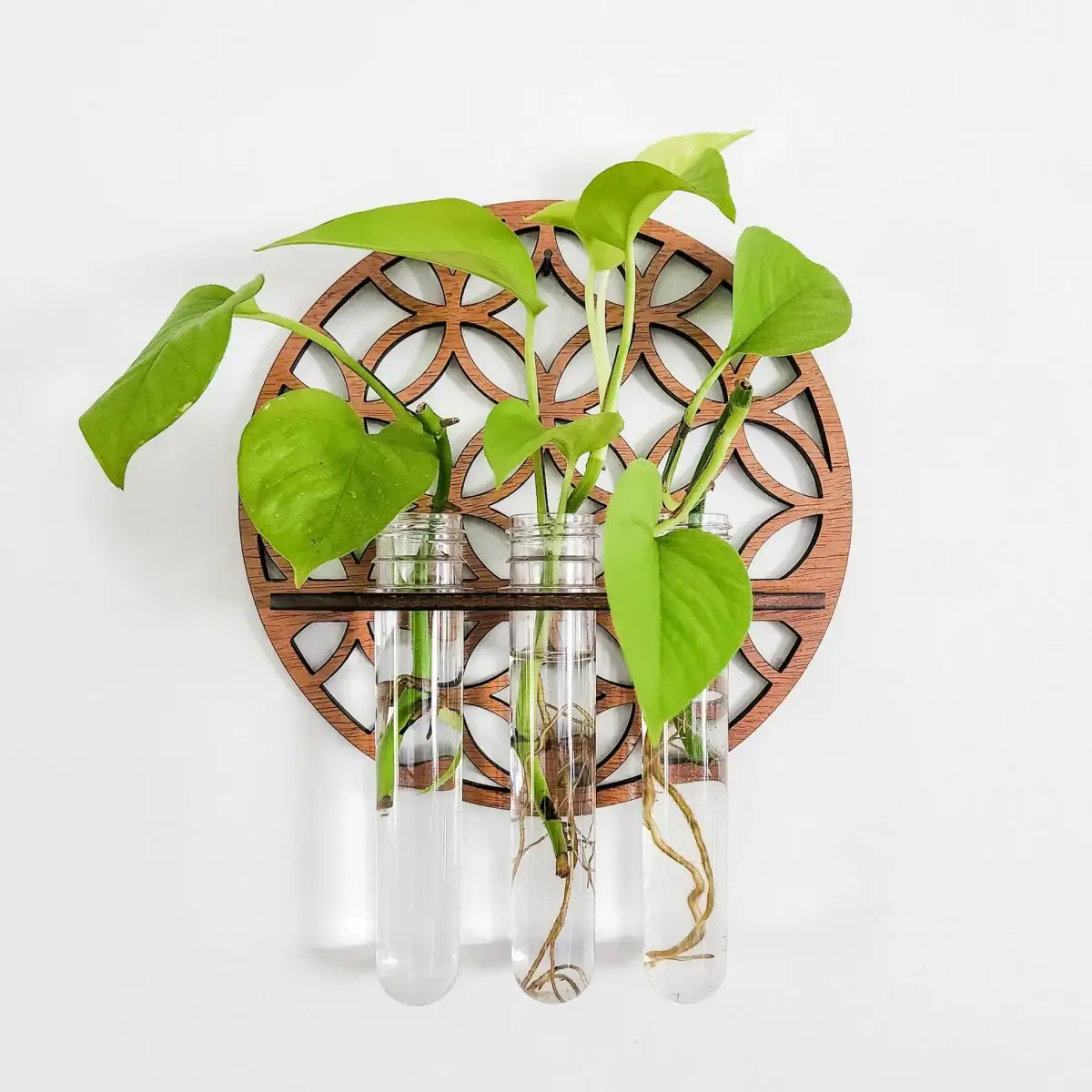 Plante verte dans trois éprouvettes en verre fixées à un support en bois avec motif géométrique, décoration scientifique et naturelle.