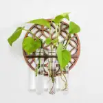 Plante verte dans trois éprouvettes en verre fixées à un support en bois avec motif géométrique, décoration scientifique et naturelle.