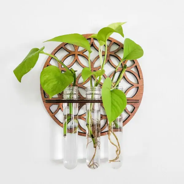 Plante verte dans trois éprouvettes en verre fixées à un support en bois avec motif géométrique, décoration scientifique et naturelle.