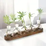 Série de petits vases en verre contenant des plantes vertes, disposés sur une planche en bois, décor scientifique et naturel pour une ambiance moderne.