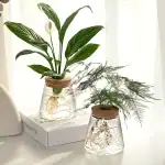 Plantes en verre décoratives pour intérieur, parfaites pour la décoration de maison ou bureau, apportant une touche naturelle et élégante à votre espace.