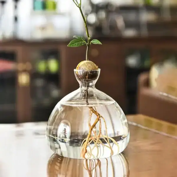 Petite plante verte dans un vase en forme de ballon de laboratoire rempli d'eau, avec des racines visibles, sur une table en bois dans un environnement intérieur.