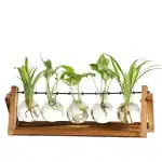 Vase de plantes en laboratoire avec support en bois et tubes à essai contenant des plantes vertes, illustrant la décoration scientifique et naturelle.