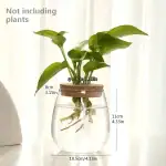 Plante verte dans un vase en verre avec racines visibles, sans plantes supplémentaires, sur fond de rideaux blancs.