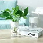 Vase transparent avec plante verte et verre d'eau sur une table en bois, décoration moderne et naturelle pour intérieur.