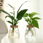 Vase en verre avec plante verte et fleur blanche, décoration naturelle et élégante pour intérieur.