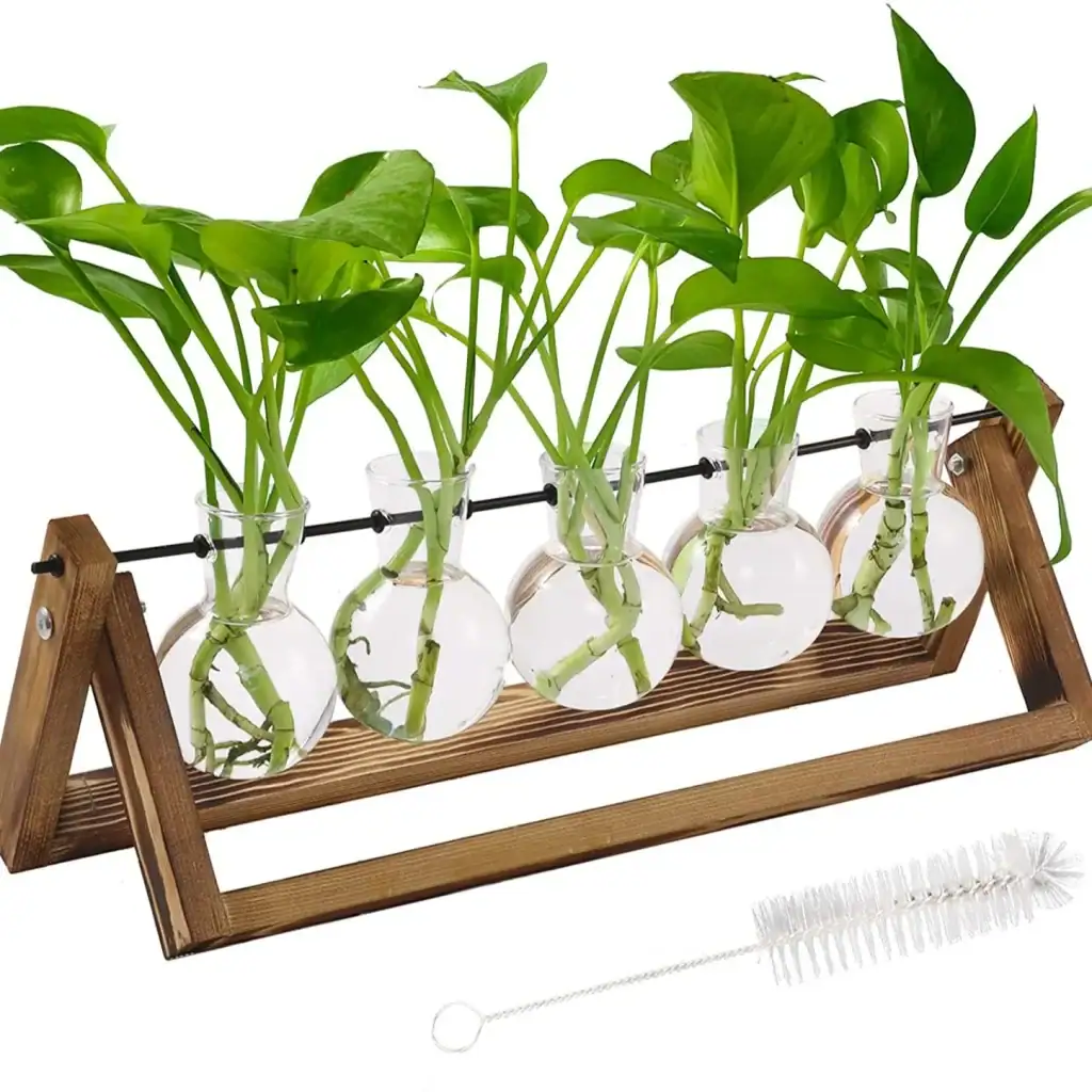 Ensemble de cinq plantes vertes dans des éprouvettes en verre, fixées sur un support en bois, parfait pour la décoration scientifique ou botanique.