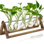 Ensemble de cinq plantes vertes dans des éprouvettes en verre, fixées sur un support en bois, parfait pour la décoration scientifique ou botanique.