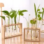 Ensemble de plantes vertes dans des éprouvettes en verre fixées dans des supports en bois naturel, parfaits pour la décoration scientifique ou botanique.