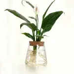 Plante d'intérieur avec feuilles vertes et fleur blanche dans un vase en verre avec racines visibles, idéal pour décoration scientifique ou éducative.