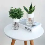 Plantes d'intérieur dans des pots en verre avec racines apparentes, décor moderne et naturel. Idéal pour une décoration scientifique ou botanique, apportant fraîcheur et originalité à votre esp.