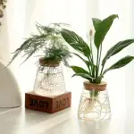 Deux plantes en vases de laboratoire avec racines visibles, décor scientifique et naturel, sur une surface blanche avec un fond lumineux.