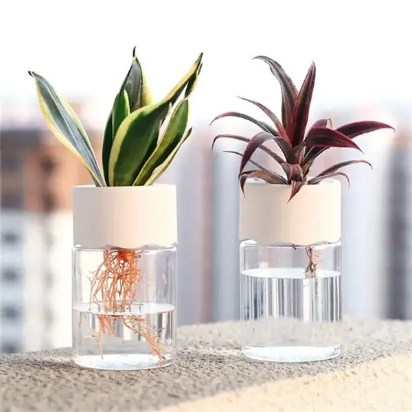 Deux plantes d'intérieur en pot avec racines visibles dans de l'eau, décoratives et modernes, parfaites pour une décoration scientifique ou botanique.