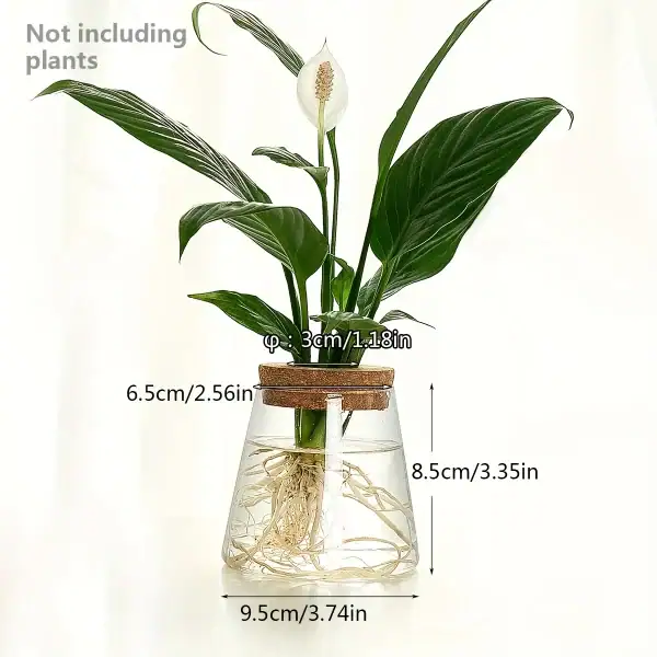 Plante d'intérieur verte dans un vase en verre avec racines visibles, idéale pour la décoration scientifique ou botanique.