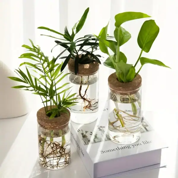 Trois plantes vertes dans des bocaux en verre avec racines visibles, disposées sur un livre blanc, illustrant la décoration scientifique et botanique.