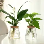 Balcon et décoration avec plantes vertes en verre transparent.