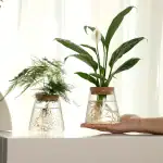 Plantes en verre scientifique décoratif avec racines visibles, parfaites pour une décoration intérieure élégante et moderne.