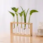 Plantes vertes dans des éprouvettes en verre, présentées dans un support en bois naturel, parfaites pour la décoration scientifique ou éducative.