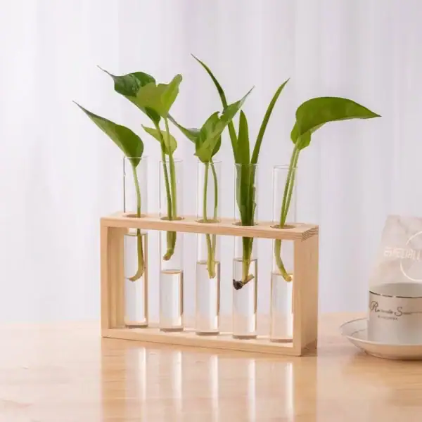 Plantes vertes dans des éprouvettes en verre, présentées dans un support en bois naturel, parfaites pour la décoration scientifique ou éducative.