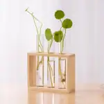 Ensemble de trois plantes dans des verres avec racines visibles, présentées dans un cadre en bois, décoration naturelle et moderne.