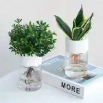 Deux plantes en pot avec racines visibles dans de l'eau, décoration scientifique moderne, plantes d'intérieur, style minimaliste, ambiance naturelle et fraîche.