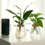 Deux plantes en verre avec racines visibles, décoratives, sur une surface blanche, avec un smartphone à côté pour l'échelle.