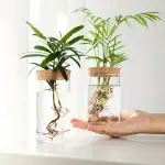Deux plantes en solution scientifique dans des flacons en verre avec bouchons en liège, illustrant la biologie végétale et la recherche scientifique.