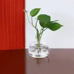 Vase en verre transparent avec une plante verte à feuilles larges, placé sur une surface en bois clair, avec un fond blanc et une structure rouge à rayures.
