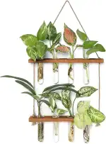 Composition de plantes d'intérieur variées dans des tubes à essai suspendus, créant une décoration botanique moderne et naturelle pour la maison ou le bureau.