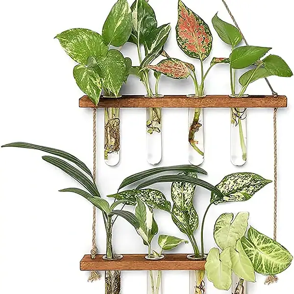 Composition de plantes d'intérieur variées dans des tubes à essai suspendus, créant une décoration botanique moderne et naturelle pour la maison ou le bureau.