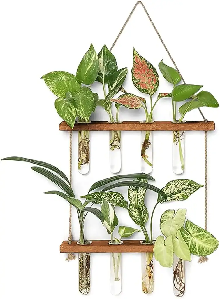 Composition de plantes d'intérieur variées dans des tubes à essai suspendus, créant une décoration botanique moderne et naturelle pour la maison ou le bureau.