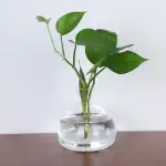 Plante verte en vase transparent avec feuilles épaisses et brillantes, idéale pour la décoration scientifique ou naturelle.