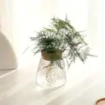 Plante verte dans un vase en verre à l'aspect scientifique, idéale pour la décoration intérieure avec une touche botanique et moderne.