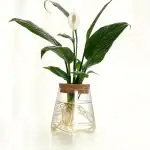 Plante d'intérieur avec feuilles vertes et fleur blanche dans un vase en verre avec racines visibles, décor scientifique ou botanique.
