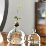 Jeune plante en croissance dans un flacon en verre transparent, représentant la nature, la vie et l'écologie, parfait pour la décoration scientifique ou éducative.